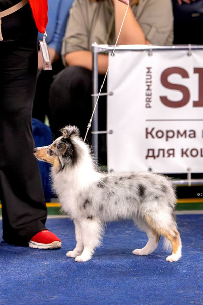 кобель киб.jpg