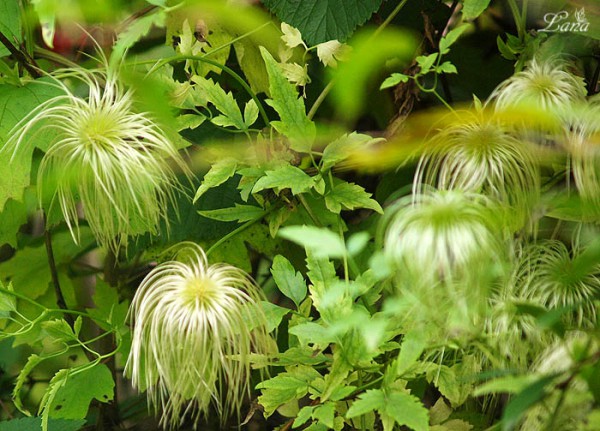 PA015939.JPG