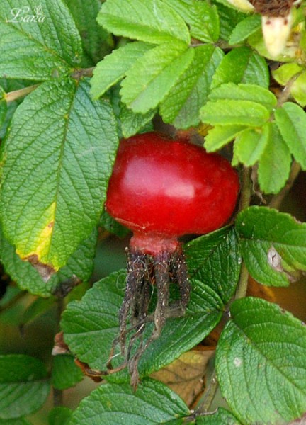 PA015976.JPG